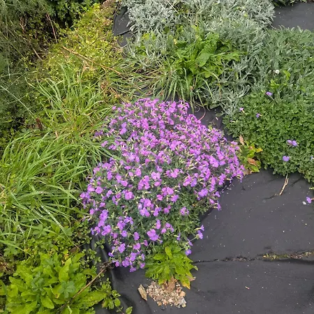 La Porta Dell' Eden Vendégház Spotorno