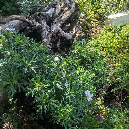 La Porta Dell' Eden Pensjonat 3*